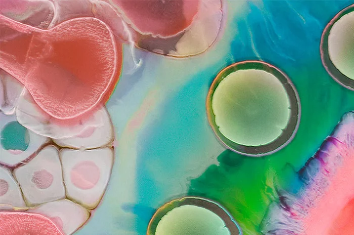 The closeup of the human microbiome