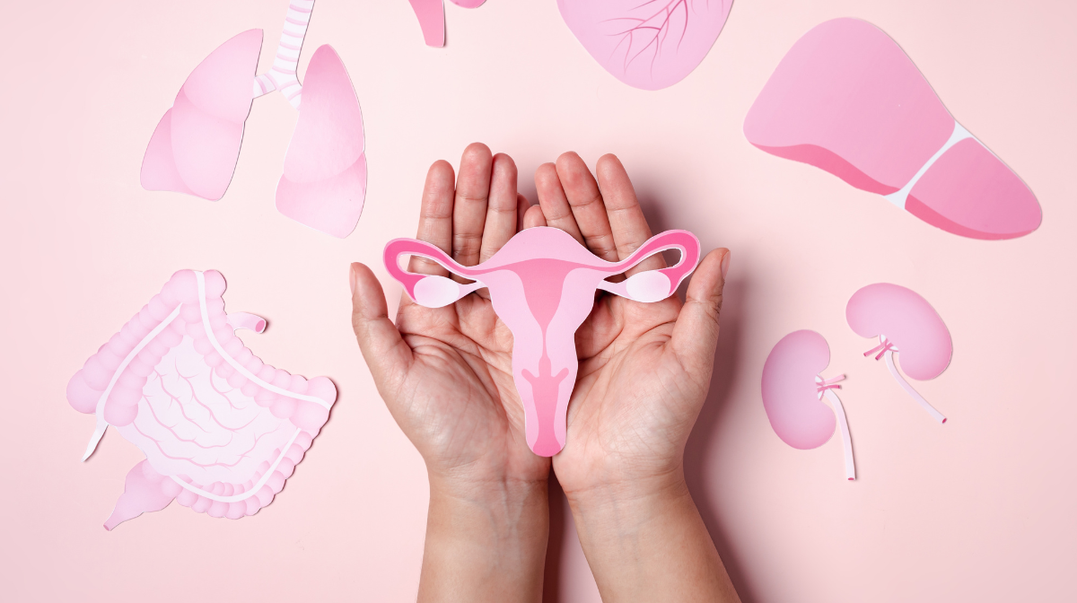 Hands holding a paper uterus illustration surrounded by paper cut-out organs on a pink background, illustrating the connection between gut health and the menstrual cycle