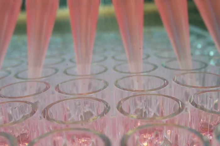 Close-up of a multi-channel pipette dispensing pink liquid into a laboratory microplate, representing PrecisionBiotics' scientific research